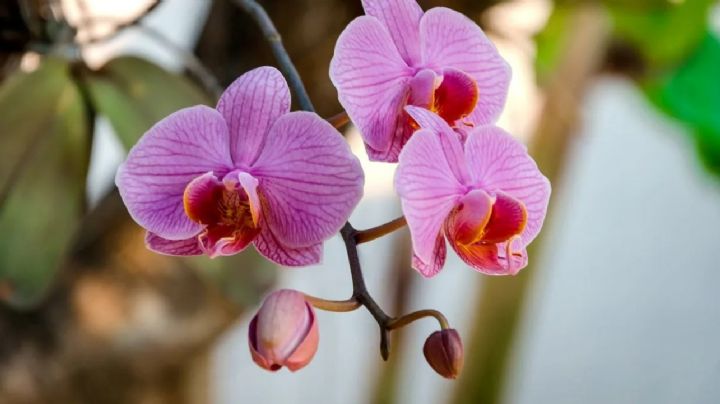 Orquídea phalaenopsis, una planta de espectacular floración y fácil cuidado para embellecer el hogar