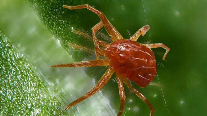 Araña roja, remedios caseros que te ayudarán a erradicarlas de tus plantas