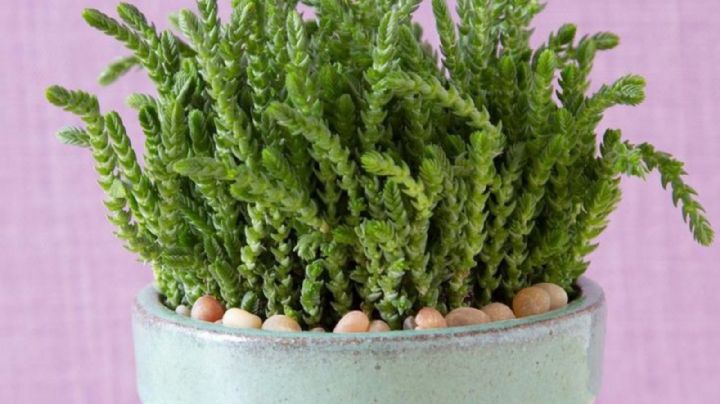 Crassula Muscosa, guía de cuidados para que la suculenta cordón de san José crezca lozana