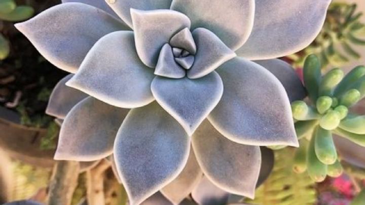 Graptopetalum Paraguayense, características y cuidados de la suculenta conocida como planta fantasma