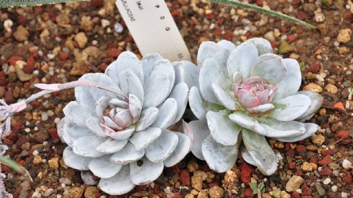 Echeveria Laui, cuidados y reproducción de una preciada suculenta en vías de extinción