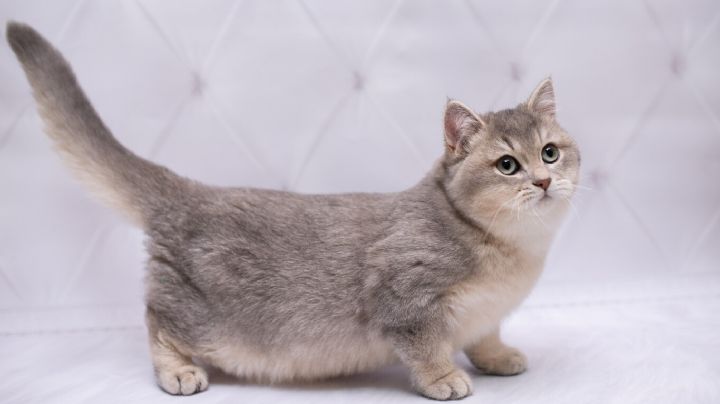 Mini Felinos: conoce el top 3 de las razas de gato más pequeñas del mundo