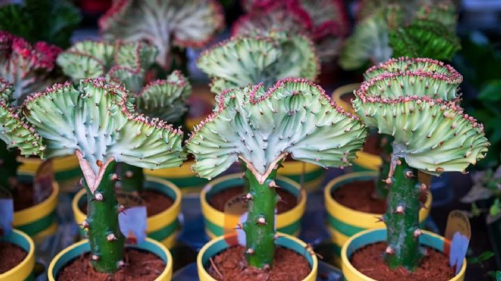 Euphorbia lactea cristata, una suculenta de belleza singular y fácil cultivo