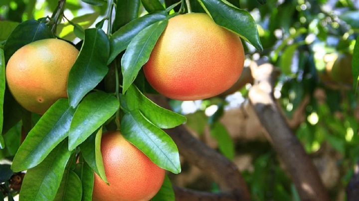 Pomelo, consejos y sugerencias para cultivar el frutal en maceta