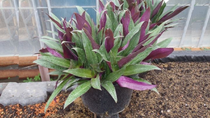 Tradescantia spathacea, guía de cuidados de una planta de interior muy resistente con hojas bicolor