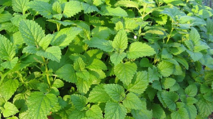 Melissa officinalis: una maravillosa planta aromática y medicinal con múltiples beneficios