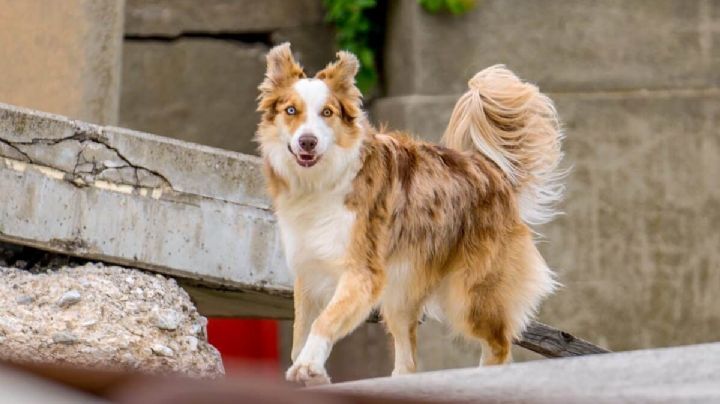 El hombre que decidió transformarse en perro tuvo su primer paseo