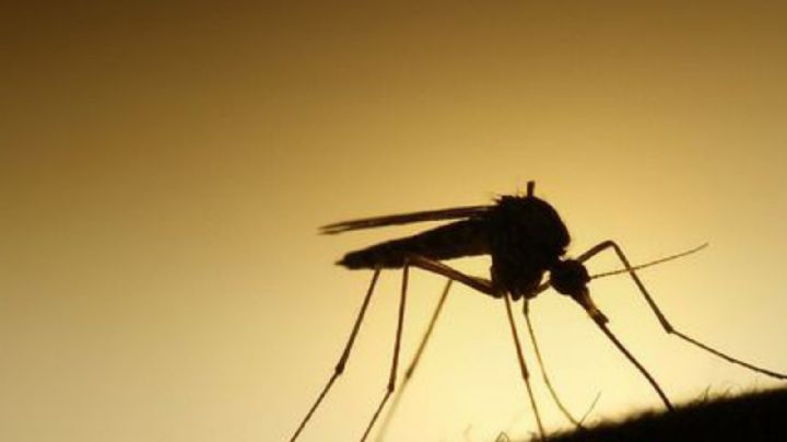 Mosquitos: descubre por qué te zumban en el oído cuando te recuestas
