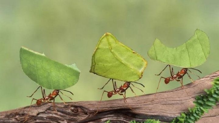 Elimina las hormigas, de tu casa, huerta o jardín con este potente insecticida casero