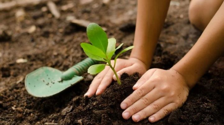 Mejora la calidad de vida de tus plantas con abono a base de Harina