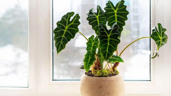 Alocasia Polly, guía de cuidados de la planta de interior que atraerá todas las miradas