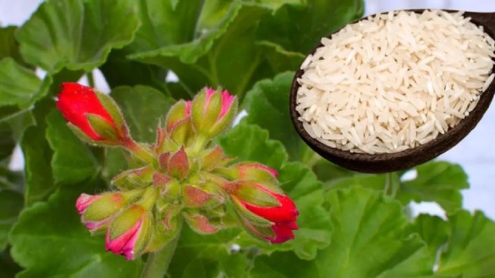 Descubre 3 usos del arroz en el jardín y obtén plantas fuertes y saludables