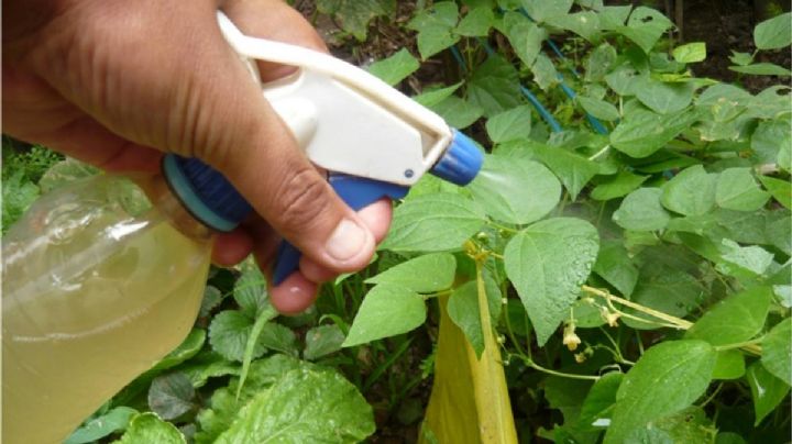 Haz un insecticida casero multipropósito y erradica todas las plagas del huerto o jardín