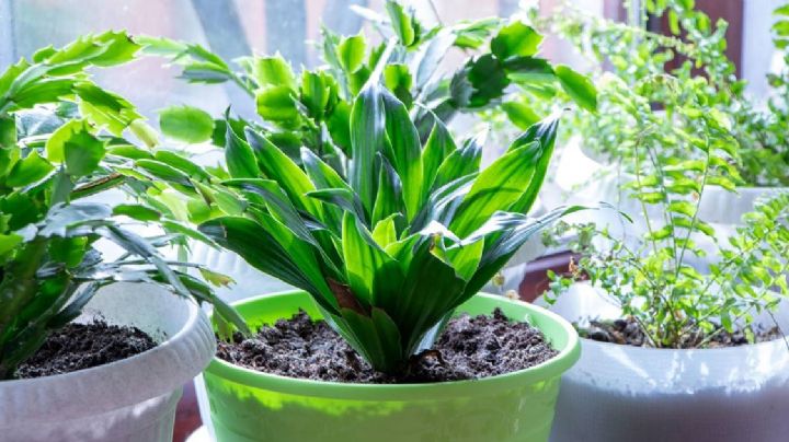 Aspidistra: guía de cuidados de la planta todoterreno e ideal para decoración de interiores