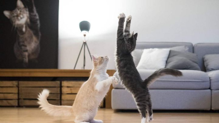 Inteligencia felina: descubre qué tan inteligente es tu gato según los expertos