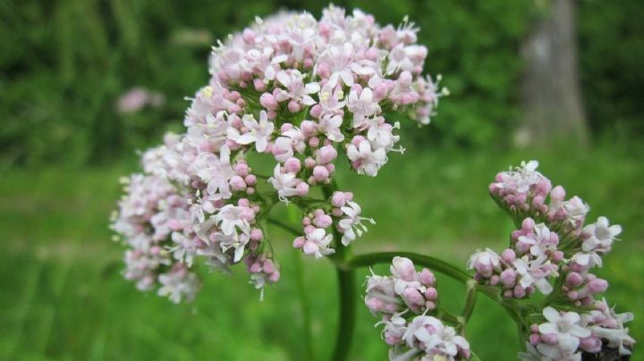 Valeriana, cuidados de la planta de floración perenne y múltiples beneficios medicinales
