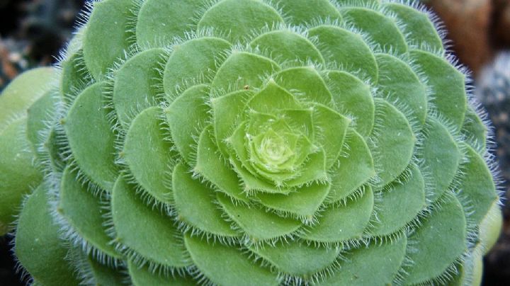 Aeonium tabulaeforme, cuidados y cultivo de una suculenta plana y sin tallo