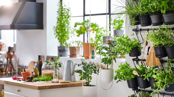 4 ideas creativas para decorar la cocina con plantas