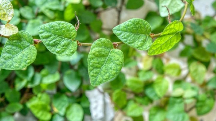 Ficus repens, características y cuidados de la enredadera enamorada del muro