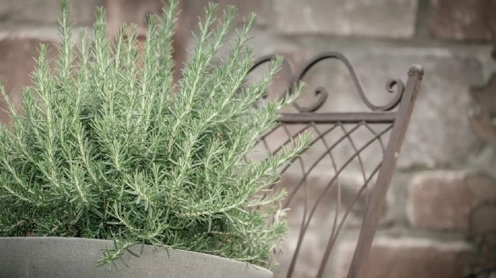 Cómo multiplicar tu planta de romero en casa con solo un vaso de agua