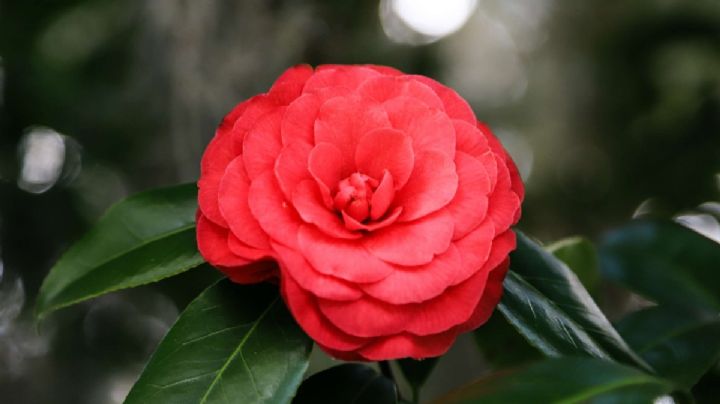 Middlemista roja: características de la planta con las flores más raras del mundo
