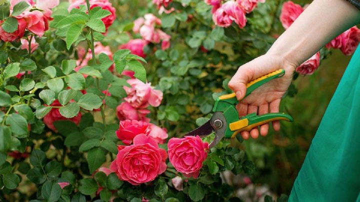 Cómo y cuándo podar los rosales para que otorgue sus mejores flores