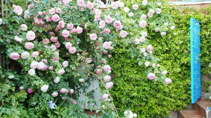 Rosa Pierre de Ronsard, el rosal trepador que llenará de vida el jardín con sus hermosas flores