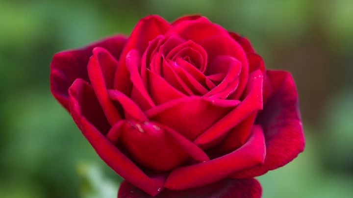 Haz de tu jardín una joya con alguna de las 5 rosas más hermosas del mundo