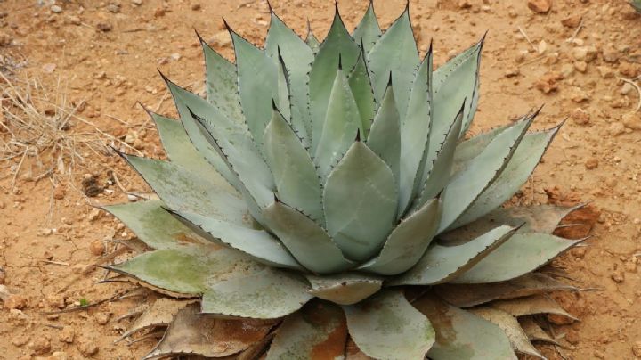 Agave potatorum, una suculenta milenaria con propiedades culinarias y medicinales