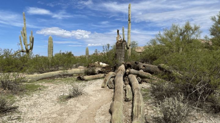 Calor imbatible en Arizona, hasta los cactus se quiebran en pedazos