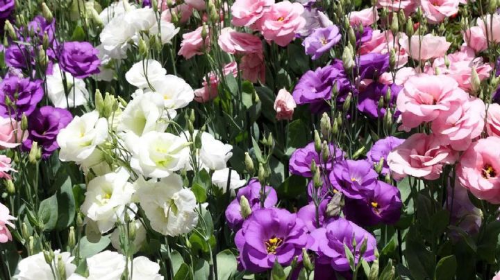 Lisianthus, guía de cuidados y cultivo de una planta de flores espectaculares