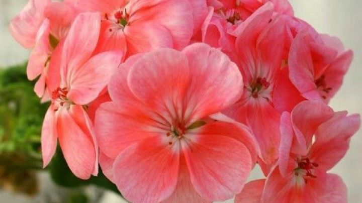 Geranios: qué significado tienen los colores de sus hermosas flores