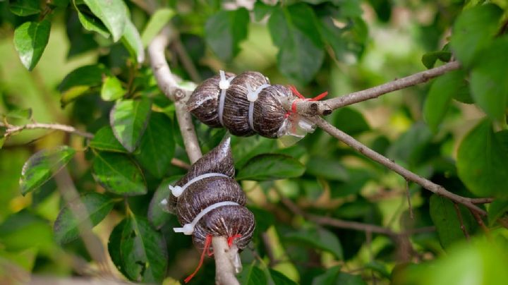 Aprende cómo hacer un acodo aéreo para reproducir tus frutales, arbustos y plantas enredaderas