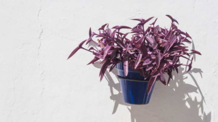 Tradescantia pallida: la planta colgante que resiste heladas, sequías y se cuida casi sola