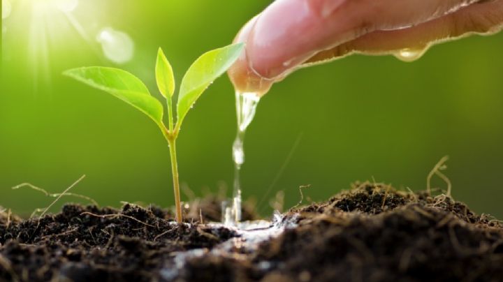 Trucos de jardinería que te ayudarán a ahorrar agua al regar las plantas