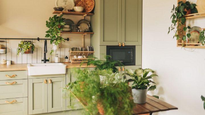 Feng Shui: guía para armonizar las energías de tu cocina a través de las plantas