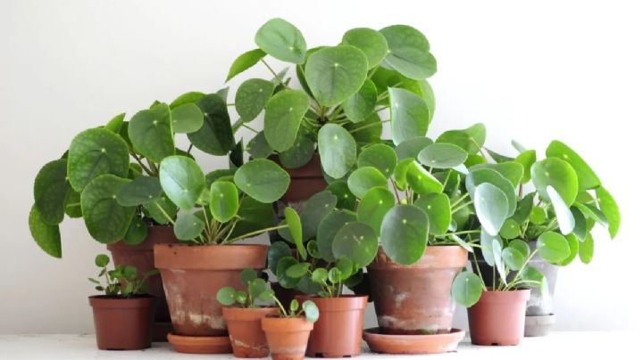 Pilea peperomioides, cuidados y cultivo de la planta china del dinero