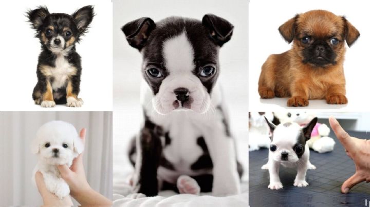 Los 5 cachorros de perro más diminutos y adorables del mundo