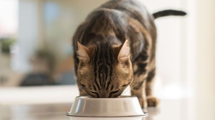 Dale a tu gato la mejor alimentación con esta receta de paté casero fácil y económica