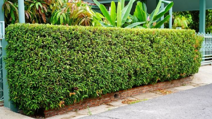 Buxus sempervirens, la planta arbustiva de larga vida que es ideal para armar cerco vivo