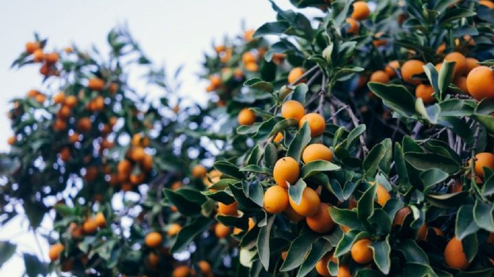 Kumquat o quinoto: una planta arbustiva frutal de hojas perennes con un fruto delicioso