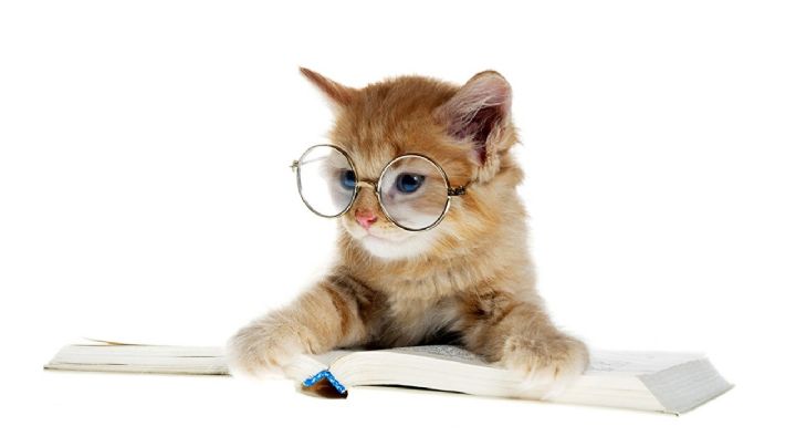 Consejos útiles para educar a un gato