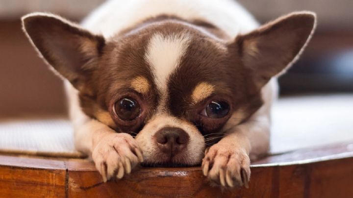 Estas son las 3 razas de perro menos inteligentes