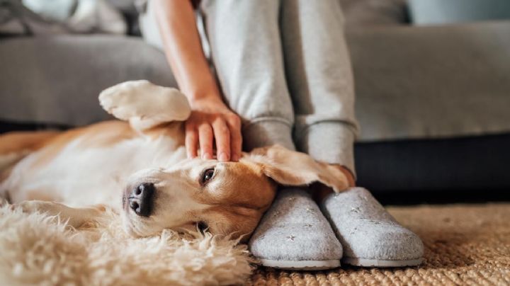 Así debes acariciar a un perro desconocido según los profesionales