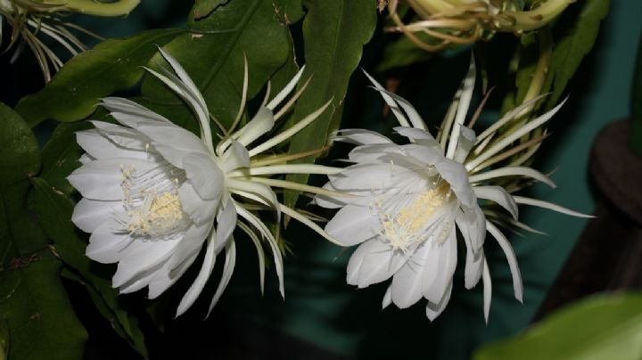 Flor Kadupul, historia y cuidados de la planta con flores más costosa del mundo