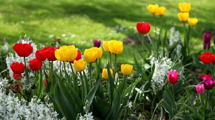 Tulipanes, consejos para tener esta hermosa flor en casa