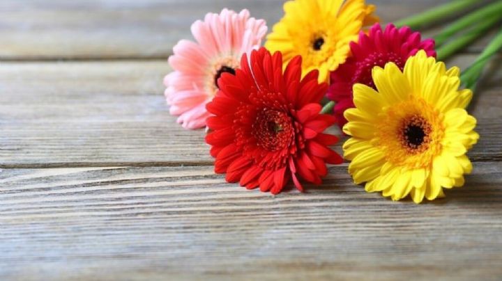 Gerbera Híbrida, una planta florífera ideal para agregar color y vida al hogar