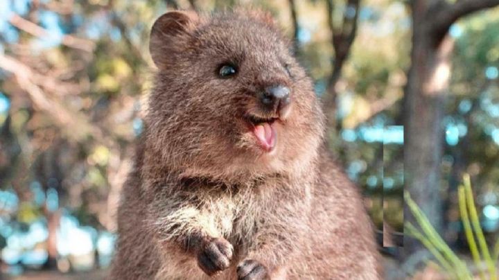 Según los expertos, este es el animal más feliz del mundo y te conquistará con su sonrisa