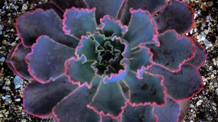 Echeveria neon breakers, una suculenta atípica de colores vívidos que amarás tener en tu jardín