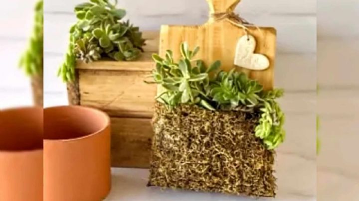 Idea de reciclaje: transforma una vieja tabla de madera en una nueva decoración para tu jardín